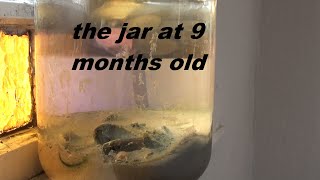 9 month update on the salt water jar