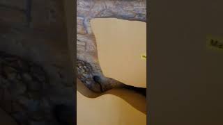 Carlsbad Caverns National Park Visitor Center #shorts