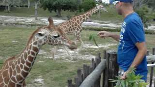 metrozoo Dandole de comer a la Jirafa  video #5