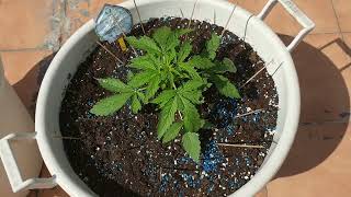 30 дней Bubble Gum XXL Auto 00 от Мария Любит Хуана #sweetseeds #plant #00 #bubblegum #plantas