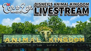 🔴 LIVE - Disney's Animal Kingdom - Walt Disney World Livestream 08.16.2024