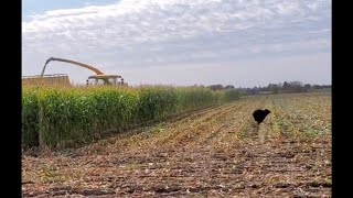 Une famille d'ours s'enfuie au dernier moment d'un champ de maïs