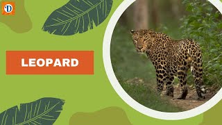 LEOPARD | Discovering the Magnificent World of Leopards