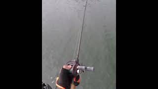 Tucunaré pego na isca Fusion Shad 60 #shorts #shots #pesca #shortvideo #pescadores #tucunare