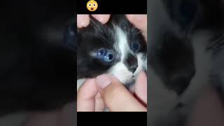 This Cat Has 3 EYES! 😳