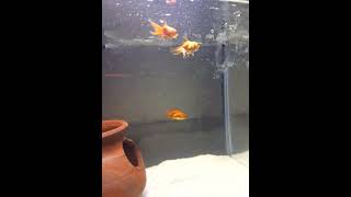 Beauty of Goldfish | UltraHD Aquarium Relaxing | Super beautiful goldfish #goldfish #fishtanksetup