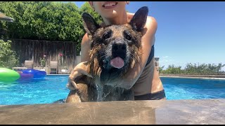 Splash of Love: German Shepherd and Owner's Pool time Fun