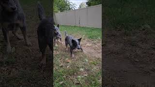 Totally Focused! #blueheeler #australiancattledog #dog