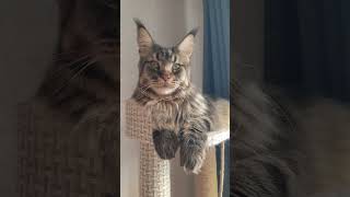 Мейн кун Марс #animals #mainecoon #cat #catlover #воронеж #кот #мейнкун #смешныеживотные