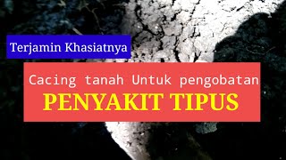 Cacing tanah untuk pengobatan  penyakit Tipes