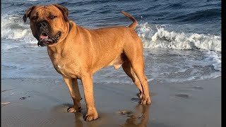 Big Boerboel Has the Las Laugh  #boerboel #doglover #shortvideo