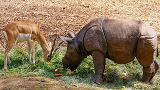 PLAYFUL RHINO🦏 BABY EXPLORE THE WORLD AROUND | 👍ANIMALS