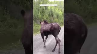 Moose mother seeks human aid to save her baby #animalshorts #shortvideo #animals #rescued