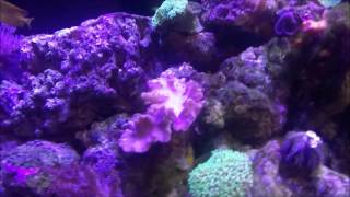 My Marine tank as night falls and colours enhance