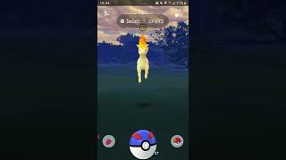 Catch Ponyta Fire Pony #pokemongo #shorts