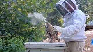 Bee Keeping at Camp Freedom