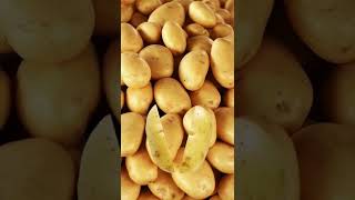 Potatoes Mother and Baby #shortsvideo #trendingshorts #potato