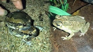 Catching a frog makes you want to laugh |  boing boing funny frog Part 9 |  HD Frog