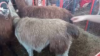 Hermosas llamas en las ferias agropecuarias.