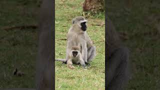 Vervet Monkeys #shorts