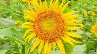 #sunflower#garden#funtown#cumilla#viral#video#shorts#shortvideos#viralvideo#viralshorts#reels