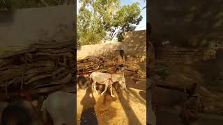 Selling woods on donkey cart