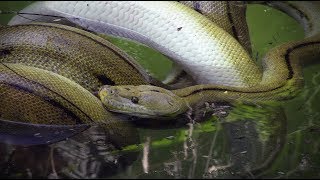 Python Eats Goat 03 Footage