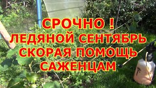 СРОЧНО! ЛЕДЯНОЙ СЕНТЯБРЬ. СКОРАЯ  ПОМОЩЬ САЖЕНЦАМ