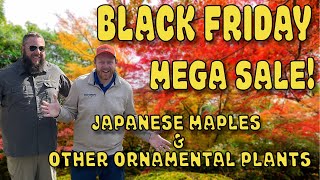 MrMaple.com Black Friday Sale Extravaganza! Fantastic Woody Ornamentals and Other Rare Plants