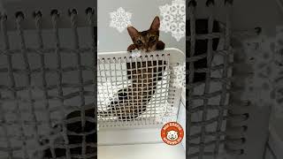 Приятной среды обитания, друзья! Новое видео от Мы Бобры #котодром #cat #мы_бобры