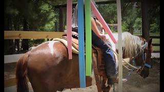 Paint Horse For Sale, Naturally Gaited, Amazing Riding Horse