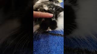 Lionhead Bunny        massage time for her.#Lionhead # Bunny 🐰 #shortsvideos