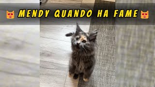 😺Ecco come fa Mendy quando ha fame🐈‍⬛❤️ #mainecooncat  #mainecoonkitten #mainecoonlife  #shorts