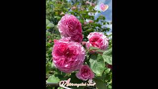 Auscrystal rose