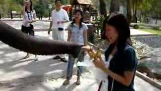 Elephant Feed at Khao Kheow Open Zoo, Chonburi Thailand