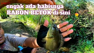 ENGAK ADA HABISNYA BABON BETOK DI SINI - MANCING IKAN BETOK PAPUYU