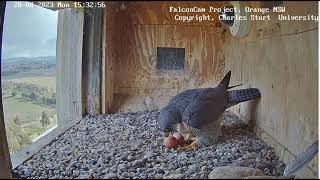 FalconCam 2023 08 28 2nd egg and Xavier arrival