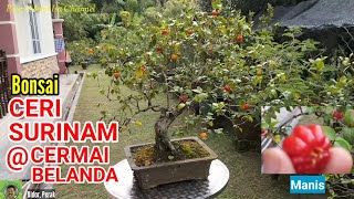 BUAH MANIS | 'BONSAI' CERI SURINAM @ CERMAI BELANDA @ DEWANDARU @ Eugenia uniflora Linn