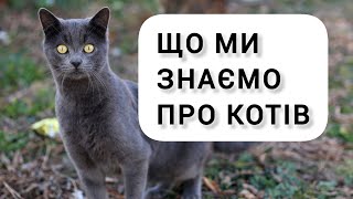 Цікаве про котів/ факти про котів #кіт #кішка #коти #кошенята