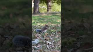 So cute 🥰 | Friendly squirrel 🐿️ | Hyde park London #shorts #youtubeshorts #hydepark #london