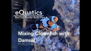 Red Sea Reefer Build PART 6: Mixing Clownfish with Damsel