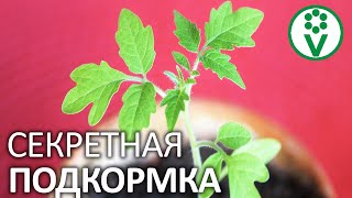 ОРГАНИЧЕСКАЯ СУПЕР-ПОДКОРМКА ДЛЯ РАССАДЫ! Самое дешевое и эффективное удобрение есть у вас дома