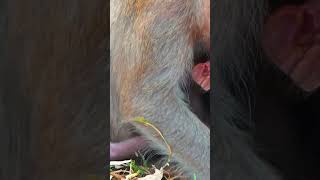 Ep493. Adorable Monkey Has the Cutest Reaction to Meeting a New Friend