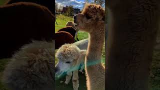 Alpacotherapy #shorts #alpaca #therapy