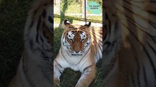 Royal Bengal Tiger in Nainital Zoo #nainital #travel #nainitalzoo #theindianmusafir