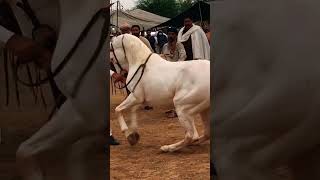 Horse dance you never see before #horsedance #horse #shorts