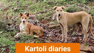 Kartoli Diaries