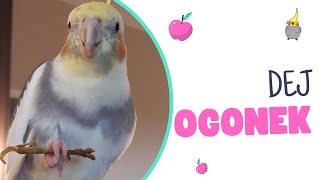 Pepino ćwiczy chwytanie łapką - Pepino practicing grabbing with paw #supercute #cockatiel