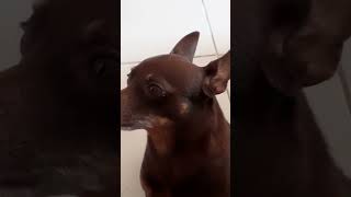 #dogs #pets #pinscher @CeliaLima O pincher sabe falar não.