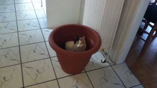 Sasha inside an empty pot :)